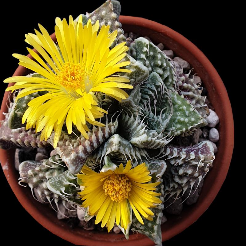 Faucaria_cv._Lizard__2.jpg